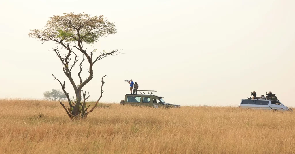 Wildlife Safari and Photography