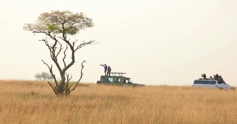 Wildlife Safari and Photography