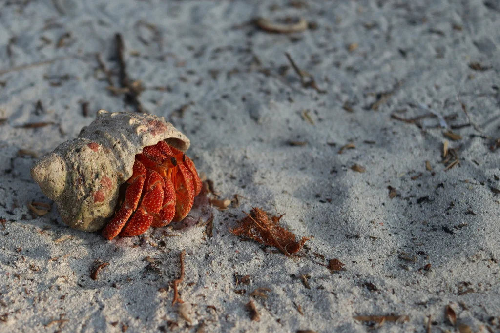 Lakshadweep beach sea creature